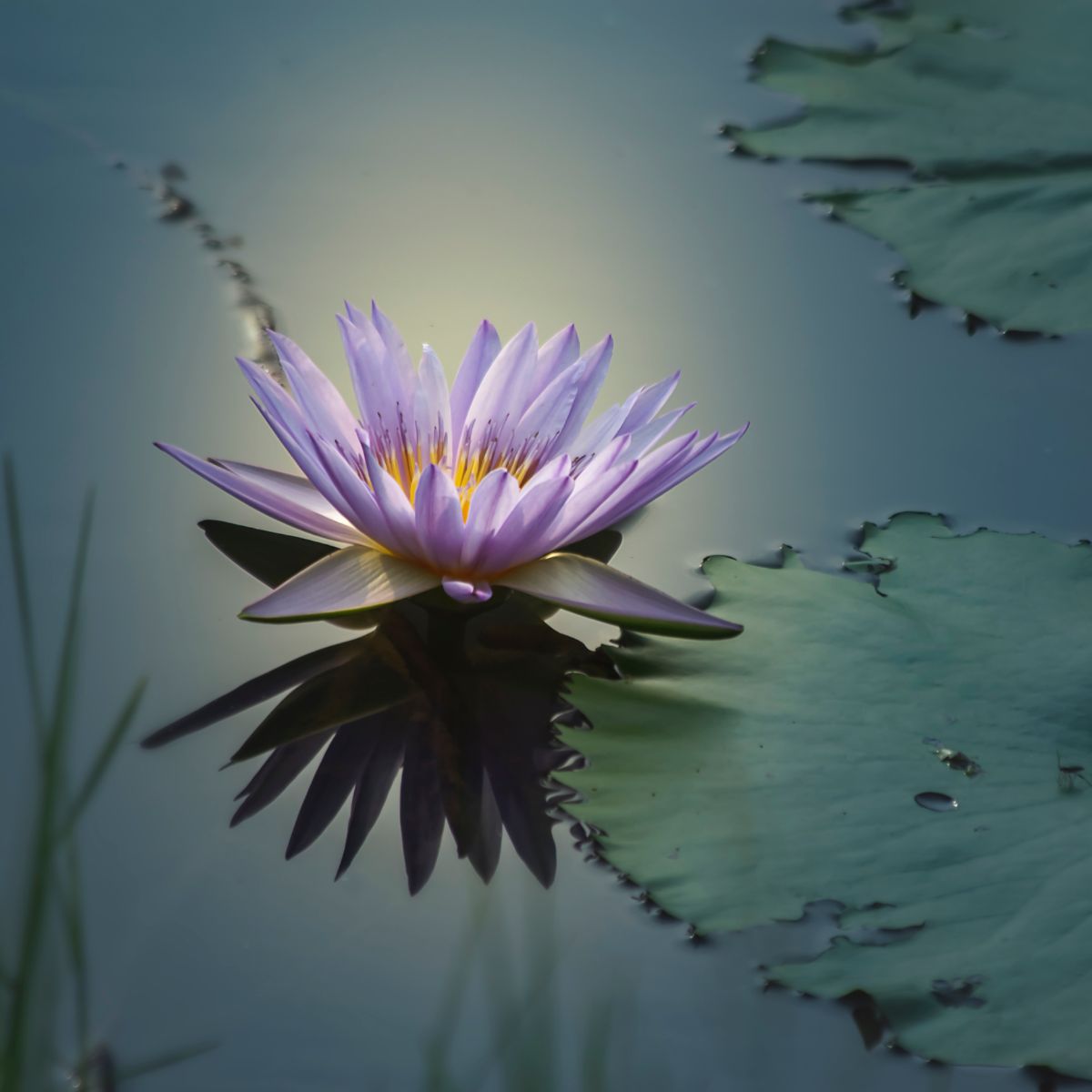 Reise in die Stille, eine teilweise geführte Meditation mit Antar Mauna und Latihan, Höhepunkt des Meditationszyklus Lüneburg